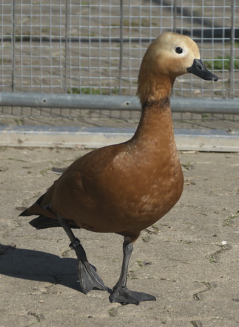 他在