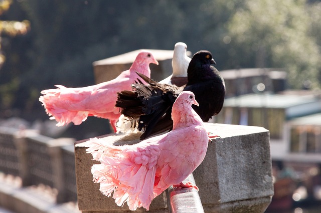 加拿大队无 加拿大队无