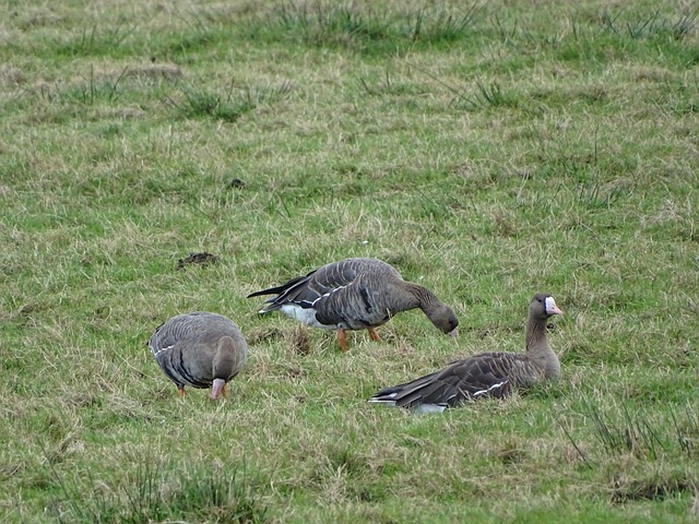 意大利首次 意大利首次